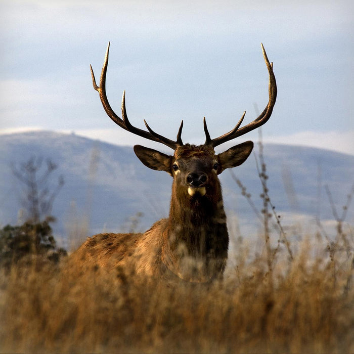 Big Elk Charlo By Danita Delimont - Light Blue
