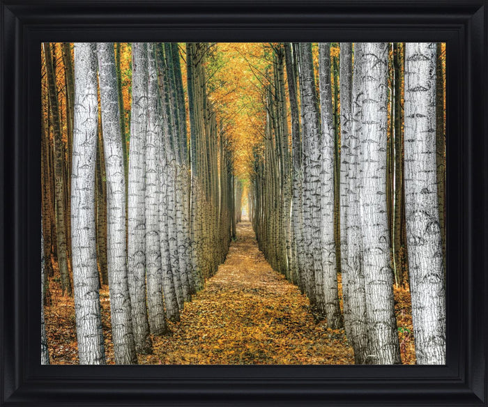 Golden Birch Passage - 28" x 34" Framed Wall Art - Yellow