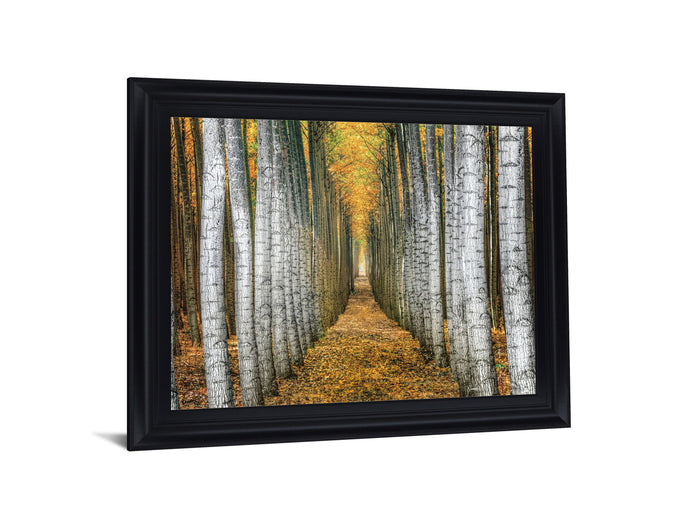 Golden Birch Passage - 28" x 34" Framed Wall Art - Yellow