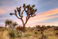 Joshua Tree Sunrise By Danita Delimont - Blue