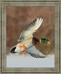 Mallard Glide - 28" x 34" Framed Wall Art - Green