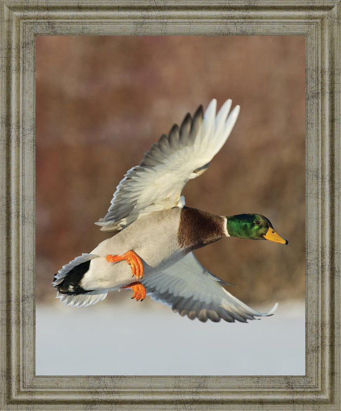 Mallard Glide - 28" x 34" Framed Wall Art - Green