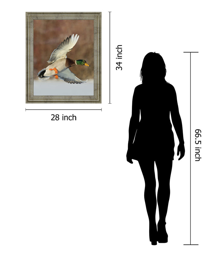 Mallard Glide - 28" x 34" Framed Wall Art - Green