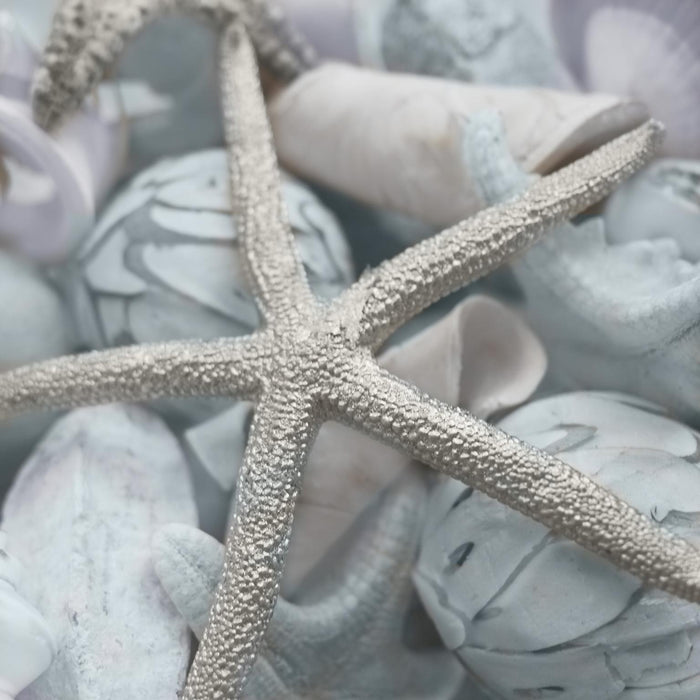 Seashells In I By Susan Bryant (Small) - Gray
