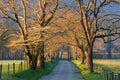 Sunset Path By Jimmy'z - Light Brown