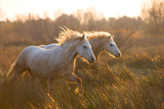 Two Horses Galloping By Jimmy'z - Light Brown